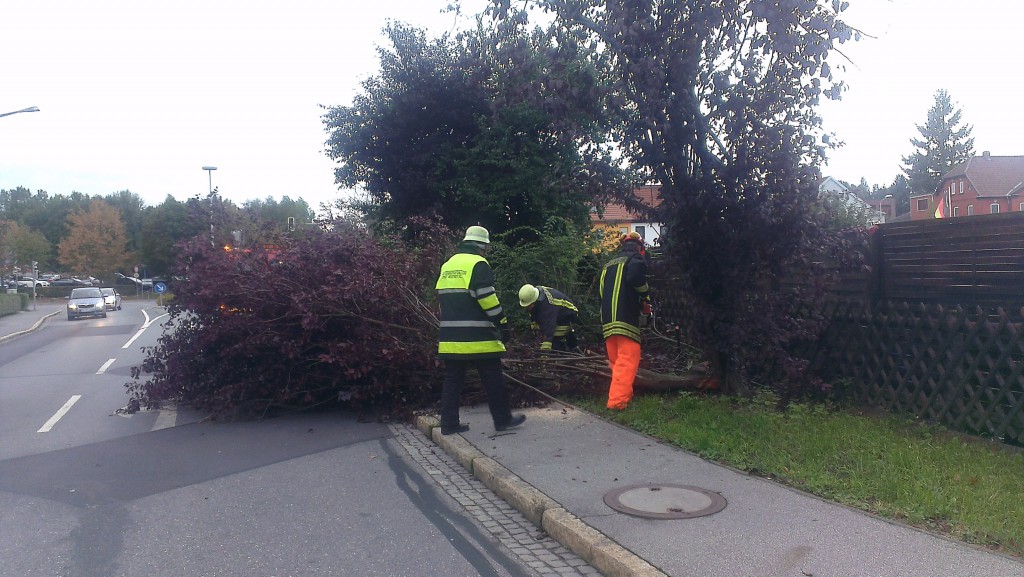 Baum auf Straße Mühlenstraße 