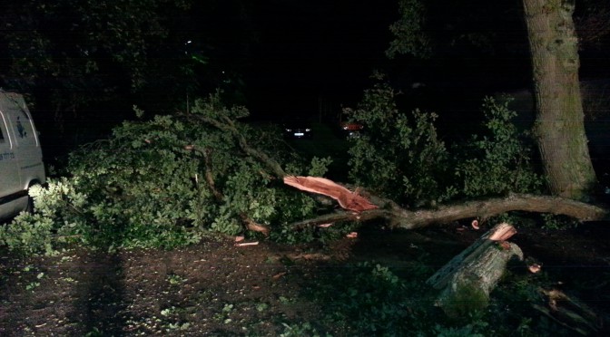 Baum auf Fahrbahn